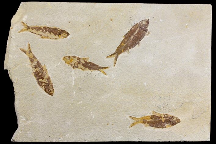 Fossil Fish (Knightia) Multiple Plate - Wyoming #144182